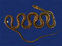 藏品(南蛇)的圖片